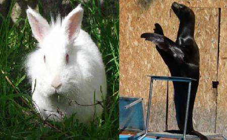 message du lapin renfrogn&eacute; et de son amie l'otarie...